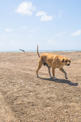 Abandoned dog walking alone