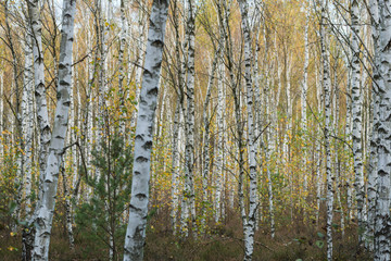 Brzozowy, młody las jesienią.