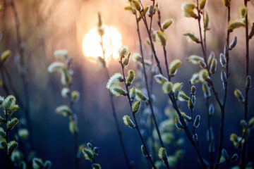 willow branches with fluffy yellow buds blossomed in spring warm day on the background of sunset - obrazy, fototapety, plakaty