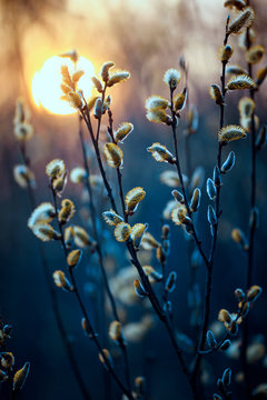 Fototapeta willow branches with fluffy yellow buds blossomed in spring warm day on the background of sunset
