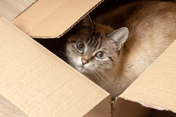 domestic tabby cat hiding at paper box. domestic pet.