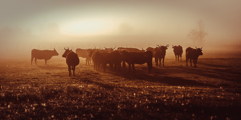 Fototapeta na wymiar Salers cow in the morning fog in French Cantal