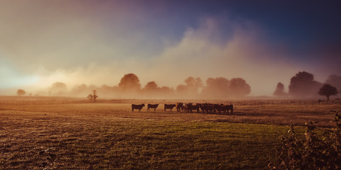 Salers cow in the morning fog in French Cantal