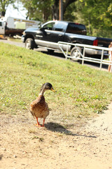 duck in a park