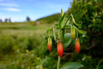 Blooms hang on Grays Lily Plant in the mountains