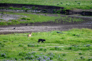Black Wolf Catches a Scent