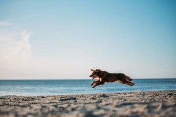 Flughund am Strand