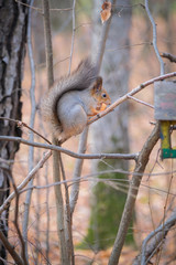 A small young squirrel sits on a branch and eats a piece of apple in the autumn forest.