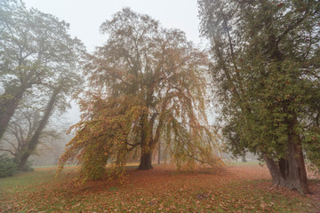 Park dworki w Iłowej w jesienny, mglisty poranek.