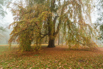 Park dworki w Iłowej w jesienny, mglisty poranek.