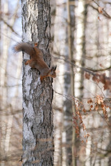 A young squirrel on a tree in the park on an autumn afternoon.