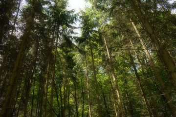 Waldspaziergang