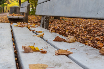 Bench at the park with autumn leaves on it in South Park