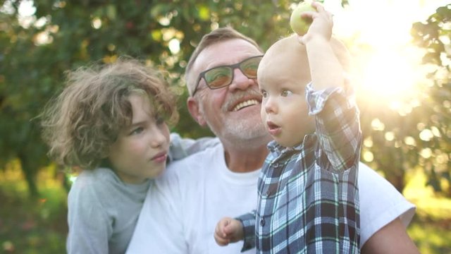 Todler eats an apple in the apple orchard with his grandfather and older brother. The child raises his hand up and throws an apple. Lovely family at sunset in the garden