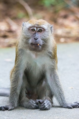Portrait of bored and thoughtful monkey with bright yellow eyes and wrong bite with the sticking-out tooth. Crab-eating macaque or the long-tailed macaque. Singapore
