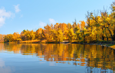 Golden autumn on river