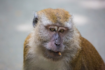 Portrait of bored and thoughtful monkey with bright yellow eyes and wrong bite with the sticking-out tooth. Crab-eating macaque or the long-tailed macaque. Singapore
