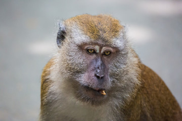 Portrait of bored and thoughtful monkey with bright yellow eyes and wrong bite with the...