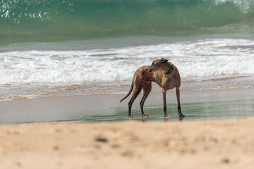 greyhound on the beach looking for its owner in australia