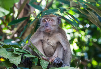 Naklejka na ściany i meble Portrait of bored and thoughtful monkey with bright yellow eyes. Crab-eating macaque or the long-tailed macaque sitting on the tree. Singapore