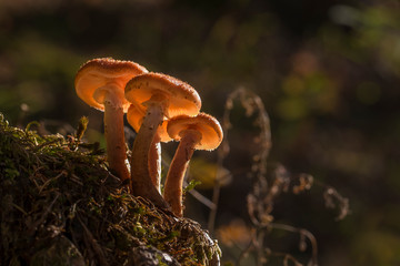 armillaria ostoyae solidipes mushroom cluster in the forest