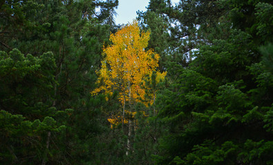 Obraz premium Colors of Autumn