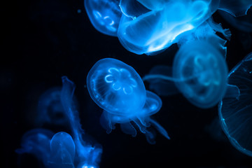 Low key jellyfish sea saltwater tank aquarium ocean life dark water - Powered by Adobe