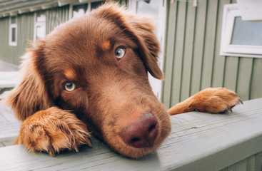Bettelnder Hund am Gartenzaun