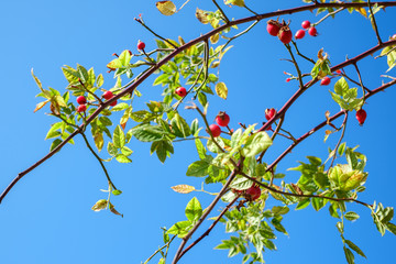 branches with red rosa canina on clear blue sky