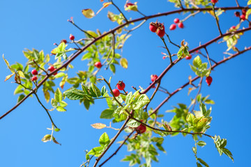 branches with red rosa canina on clear blue sky