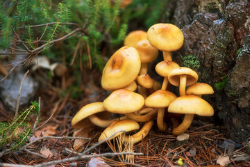 Group of beautiful mushrooms fungi, honey agarics kuehneromyces mutabilis in wild summer forest .