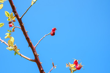branches with red rosa canina on clear blue sky
