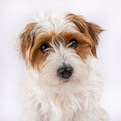 Portrait of a cute Rough Coated Jack Russell looking straight into the camera isolated on a white background