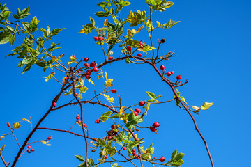 branches with red rosa canina on clear blue sky