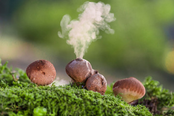 Puffball fungus (Lycoperdon perlatum) spores reproduction smoke mushroom - obrazy, fototapety, plakaty
