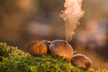 Puffball fungus (Lycoperdon perlatum) spores reproduction smoke mushroom