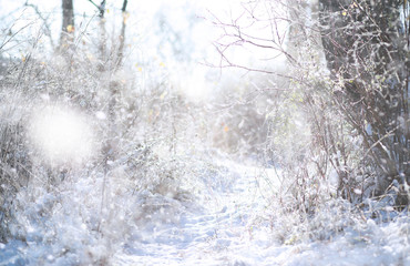 Winter Park. Landscape in snowy weather. January.