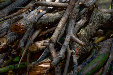 Leña utilizada para la elaboración de platillos. Plano cercano