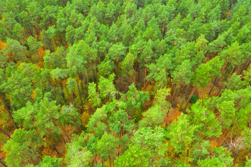 Fototapeta na wymiar aerial view to green pine forest