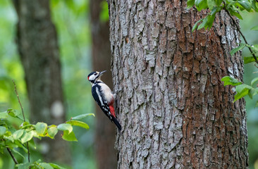 Great spotted woodpecker (Dendrocopos major) male