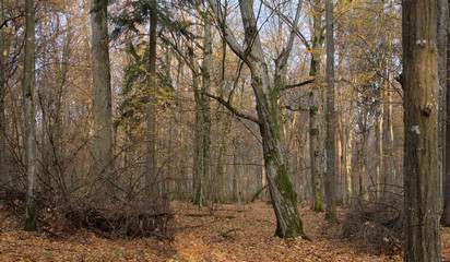 Obraz premium Autumnal deciduous tree stand with hornbeams and oaks