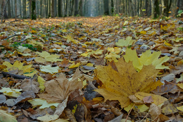 Leaves lying in on forest footpath