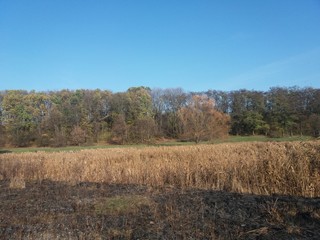 Landscape.nature.autumn.trees.