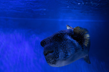 Arothron meleagris the guineafowl puffer or golden puffer sea yellow fish saltwater aquarium nature...