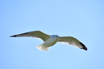 A close up of a Ring-billed Seagull flying through the sky.