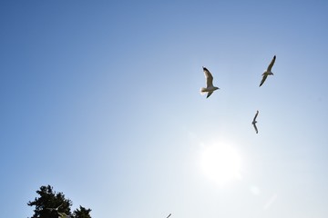 A seagull spreading it's wings and flying through the sky, with the sun shining against its back.   Richmond BC Canada