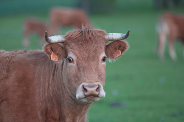 vaca topacio