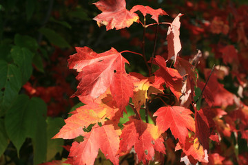 closeup of red maple leaves in autumn #1