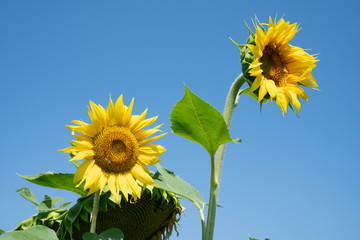 Fields of sunflowers on Greece's fertile cropping plains