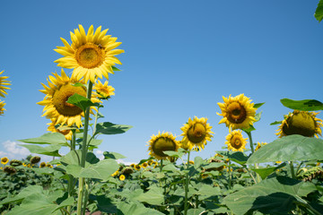 Fields of sunflowers on Greece's fertile cropping plains